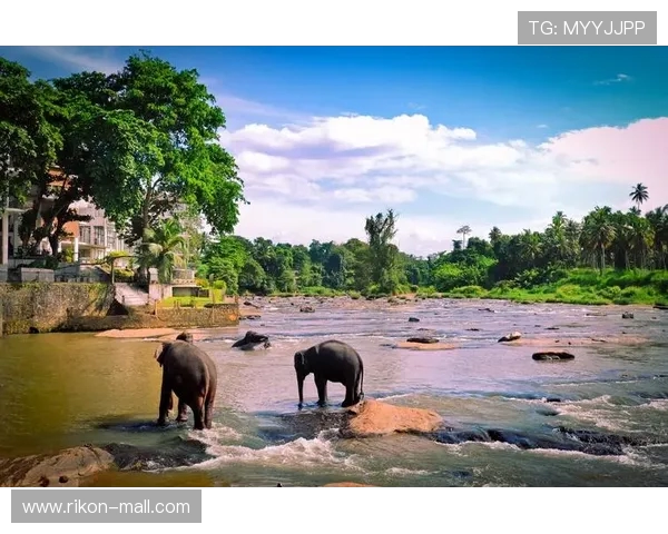 贝林厄姆分享假期趣事 喂大象亲近自然画面温馨可爱
